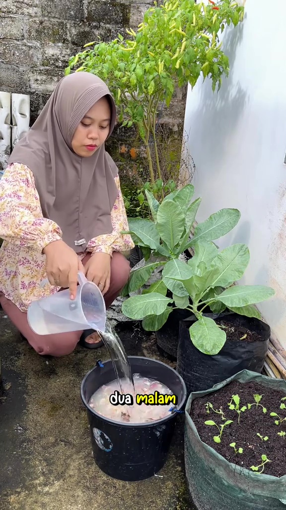 Asal pakai bisa bikin tanaman jadi busuk, ini cara aman menggunakan air cucian beras sebagai pupuk