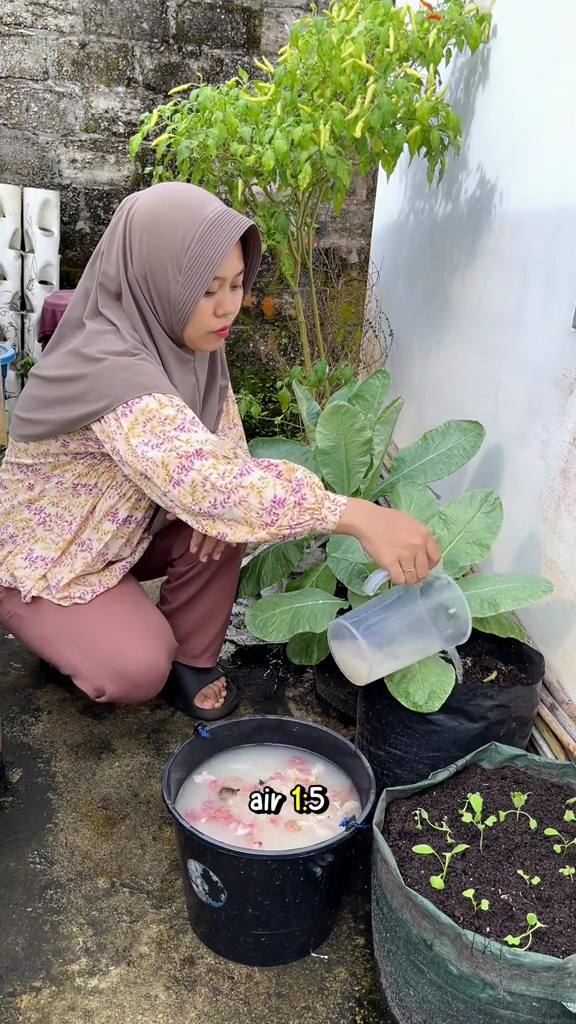 Asal pakai bisa bikin tanaman jadi busuk, ini cara aman menggunakan air cucian beras sebagai pupuk