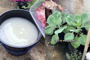 Asal pakai bisa bikin tanaman jadi busuk, ini cara aman menggunakan air cucian beras sebagai pupuk