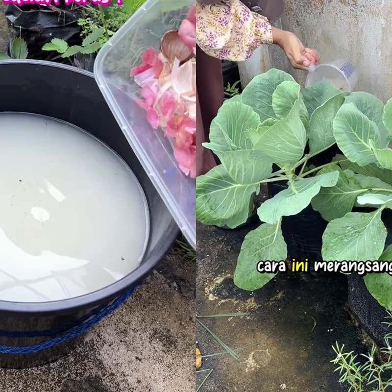 Asal pakai bisa bikin tanaman jadi busuk, ini cara aman menggunakan air cucian beras sebagai pupuk