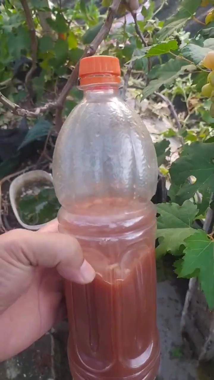 Pupuk POC dari 2 bahan dapur ini bikin tanaman anggur langsung berbuah lebat, begini cara buatnya