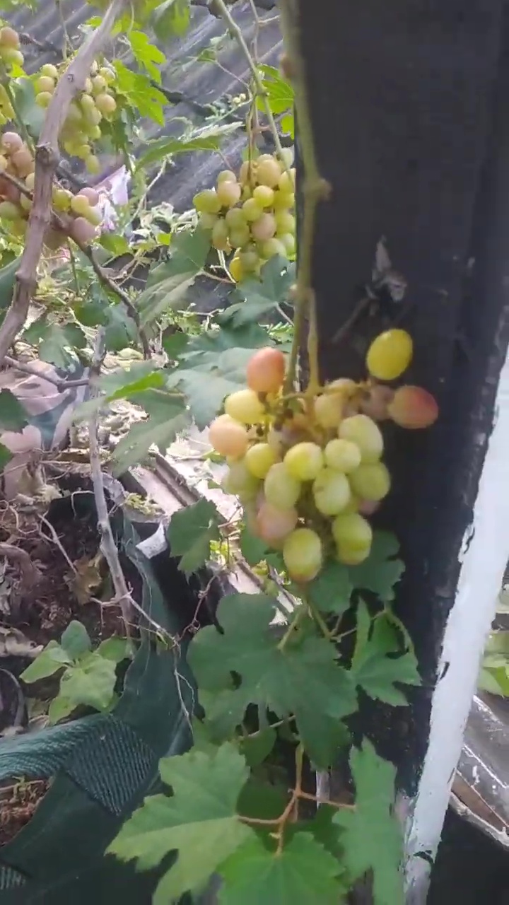 Pupuk POC dari 2 bahan dapur ini bikin tanaman anggur langsung berbuah lebat, begini cara buatnya