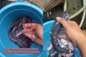 Tak perlu pakai tepung, ini cara jitu basmi lendir dan bau amis ikan lele tanpa perlu digosok-gosok