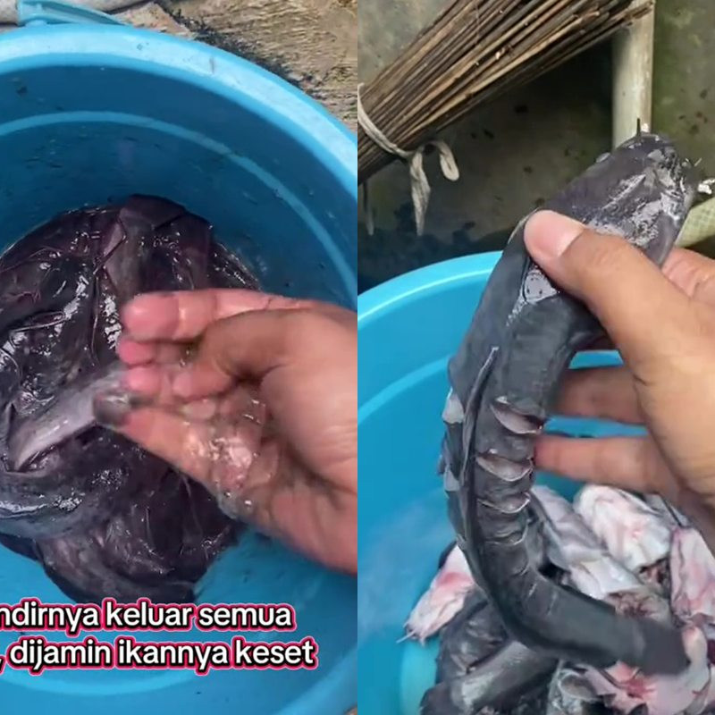 Tak perlu pakai tepung, ini cara jitu basmi lendir dan bau amis ikan lele tanpa perlu digosok-gosok