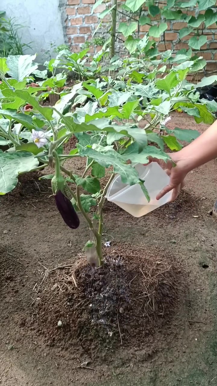 Bumbu dapur ini ampuh cegah kerontokan bunga pada tanaman, auto bikin buahnya makin lebat saat panen