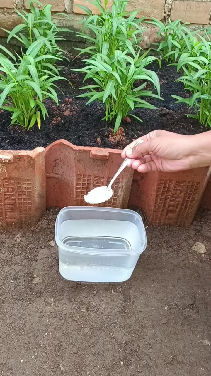 Bumbu dapur ini ampuh cegah kerontokan bunga pada tanaman, auto bikin buahnya makin lebat saat panen