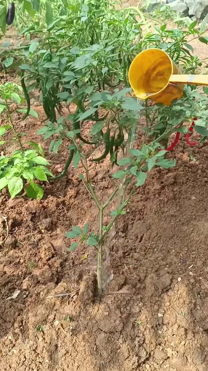 Bumbu dapur ini ampuh cegah kerontokan bunga pada tanaman, auto bikin buahnya makin lebat saat panen