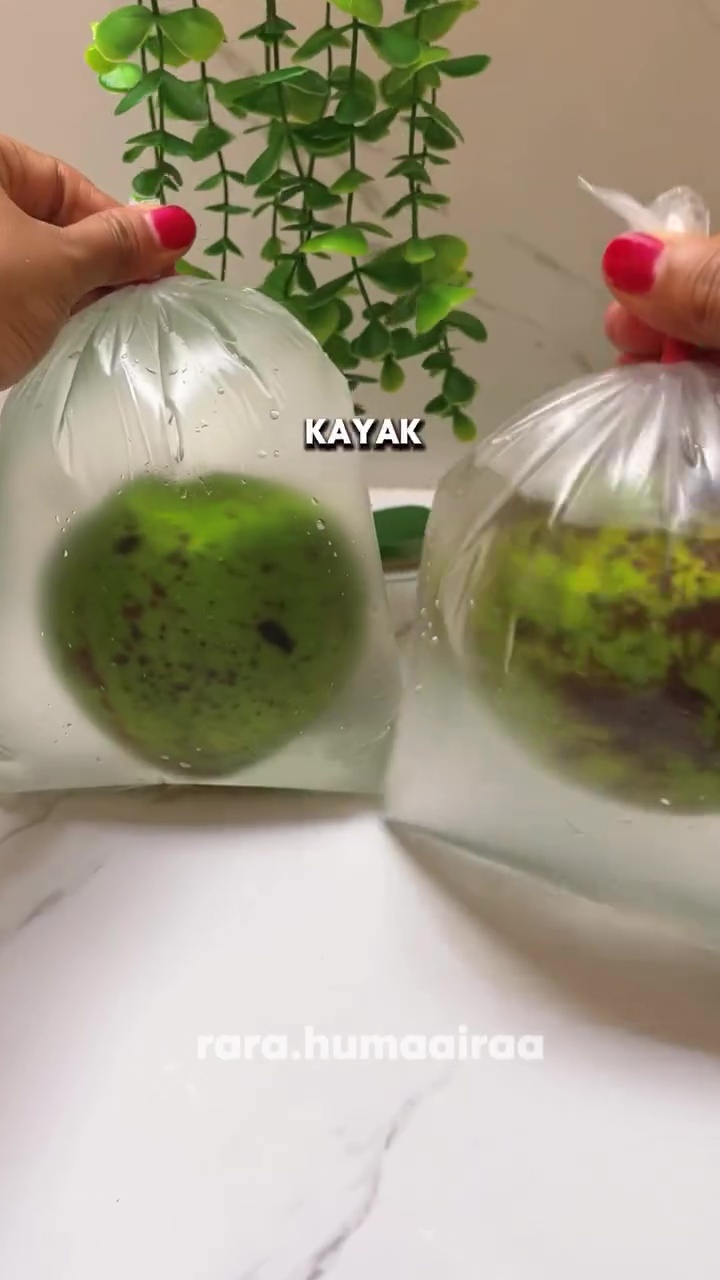 Punya alpukat matang tapi bingung cara simpannya? Pakai metode ini biar antibusuk hingga 10 hari