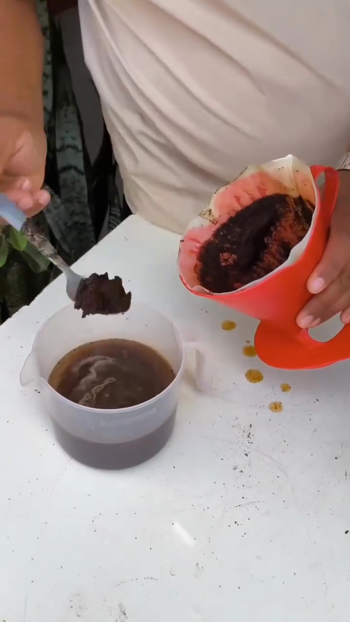 Cara ampuh mencegah hama ulat di tanaman daun bawang, cukup gunakan 1 ampas minuman ini