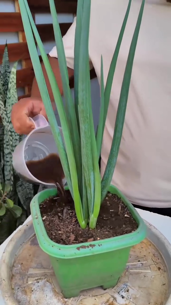 Cara ampuh mencegah hama ulat di tanaman daun bawang, cukup gunakan 1 ampas minuman ini