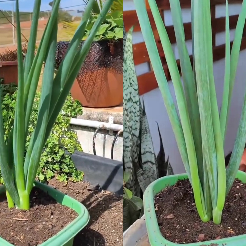 Cara ampuh mencegah hama ulat di tanaman daun bawang, cukup gunakan 1 ampas minuman ini