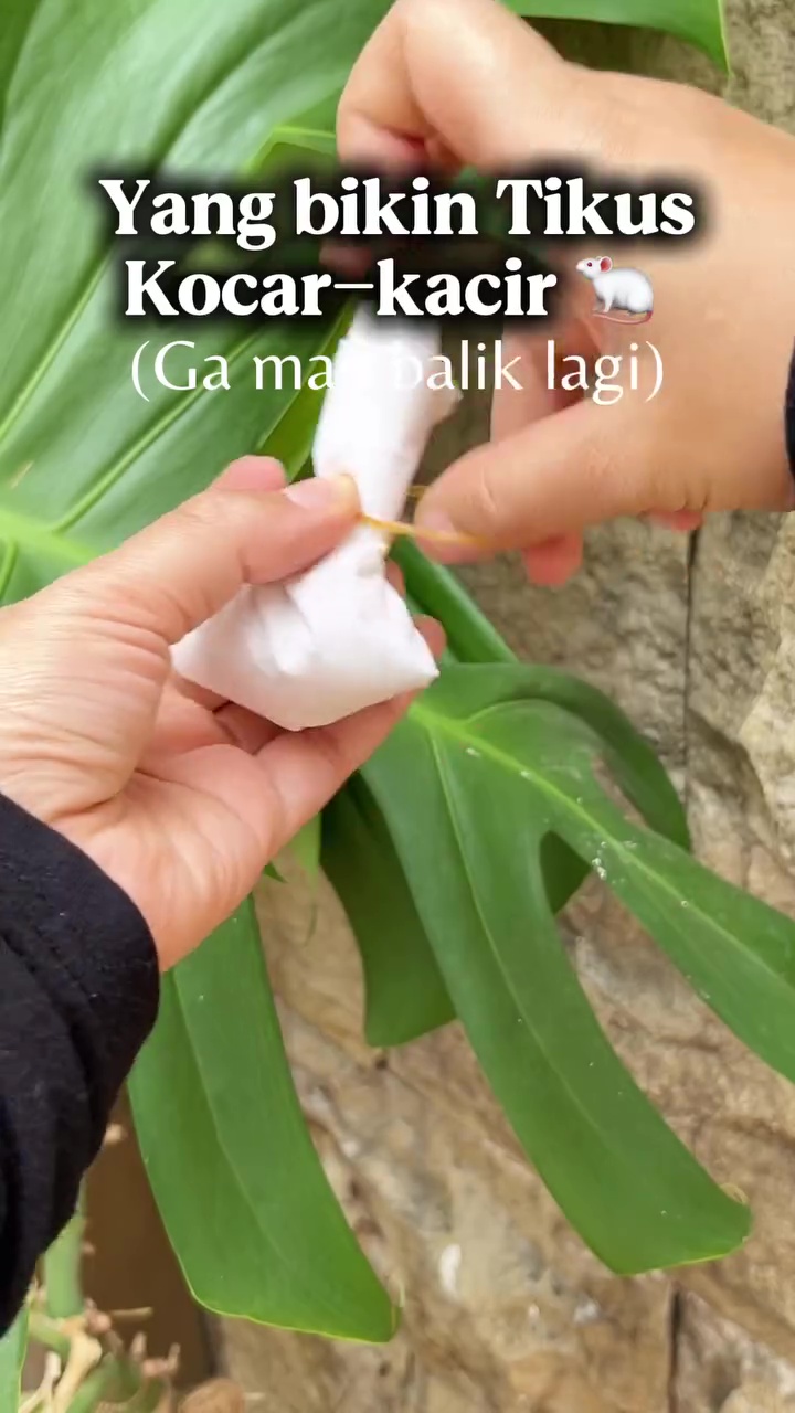 Tikus auto kocar-kacir dan tak balik rumah lagi, cukup gunakan 1 bumbu dapur ini untuk mengusirnya