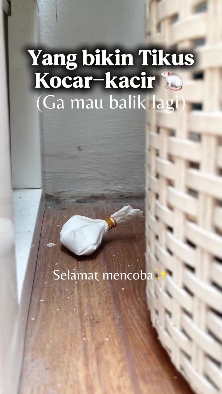 Tikus auto kocar-kacir dan tak balik rumah lagi, cukup gunakan 1 bumbu dapur ini untuk mengusirnya