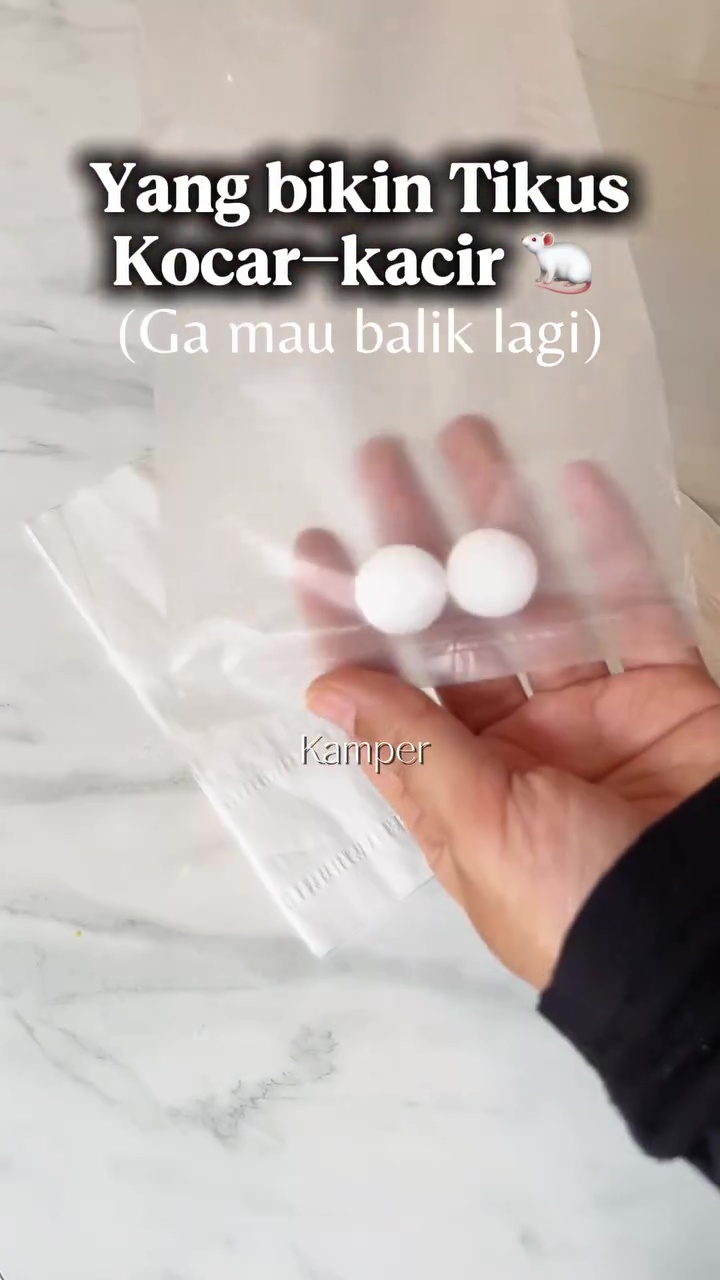 Tikus auto kocar-kacir dan tak balik rumah lagi, cukup gunakan 1 bumbu dapur ini untuk mengusirnya