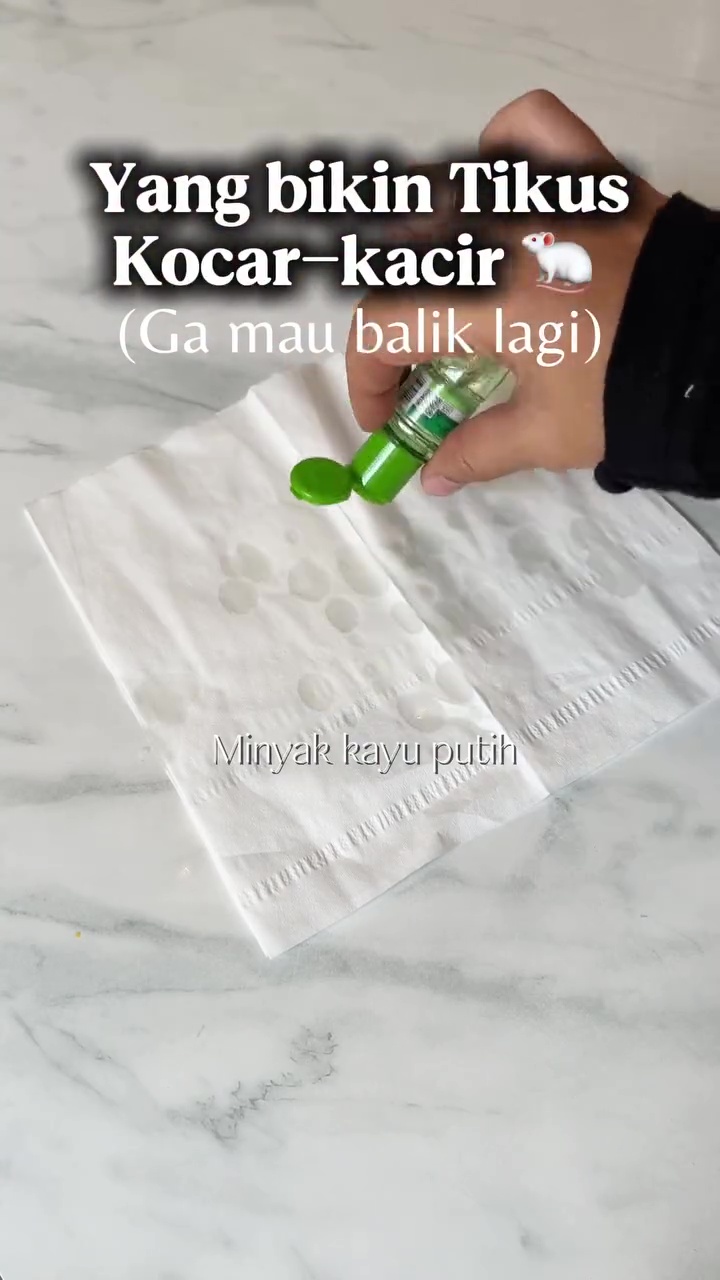 Tikus auto kocar-kacir dan tak balik rumah lagi, cukup gunakan 1 bumbu dapur ini untuk mengusirnya