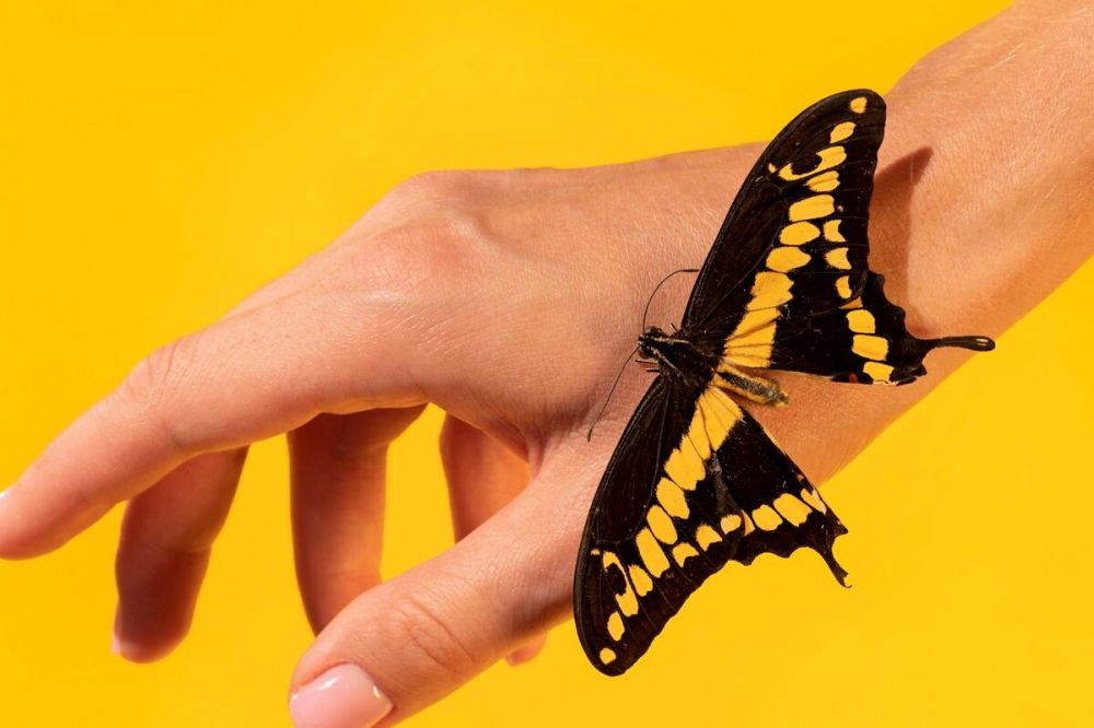 Apa itu butterfly era? Pahami maknanya, tren, dan asal usulnya