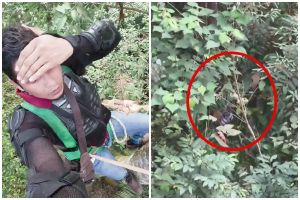 Diintai harimau, pria nekat bertahan 4 jam di atas pohon, ini akhir ceritanya