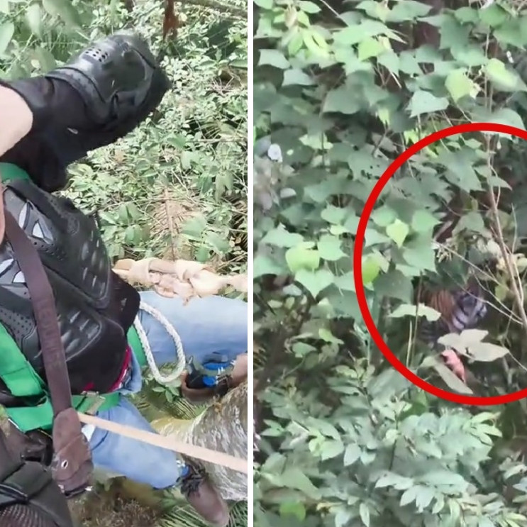 Diintai harimau, pria nekat bertahan 4 jam di atas pohon, ini akhir ceritanya