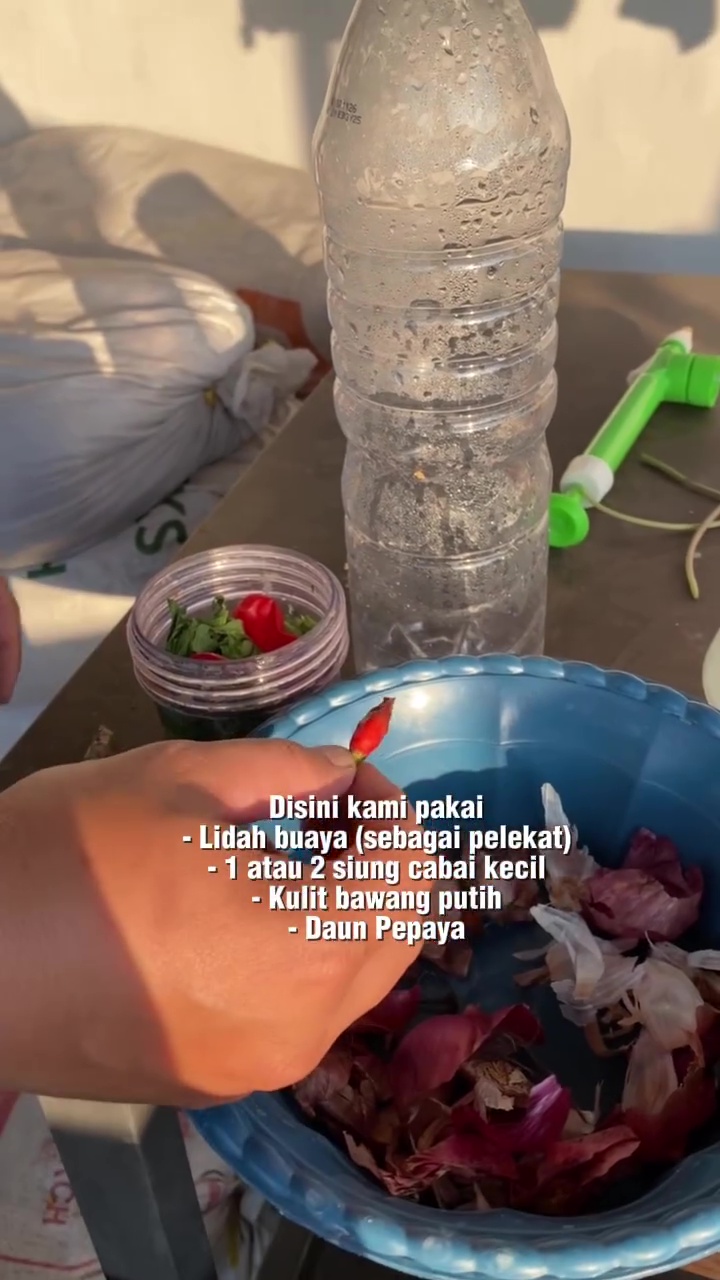 Stop pakai baking soda untuk usir hama di tanaman! Ganti dengan 3 bahan dapur ini biar lebih aman