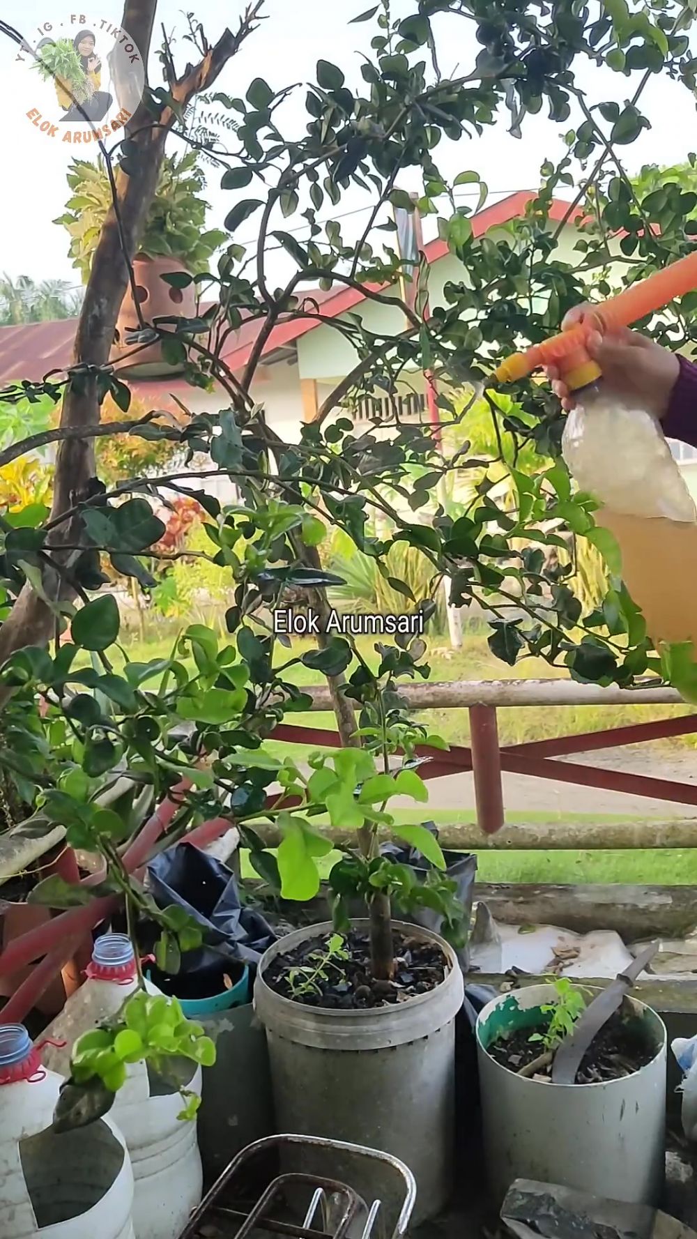 Bisa panen tiap hari, begini cara mudah memperbanyak daun pada pohon jeruk purut dengan 1 ampas dapur