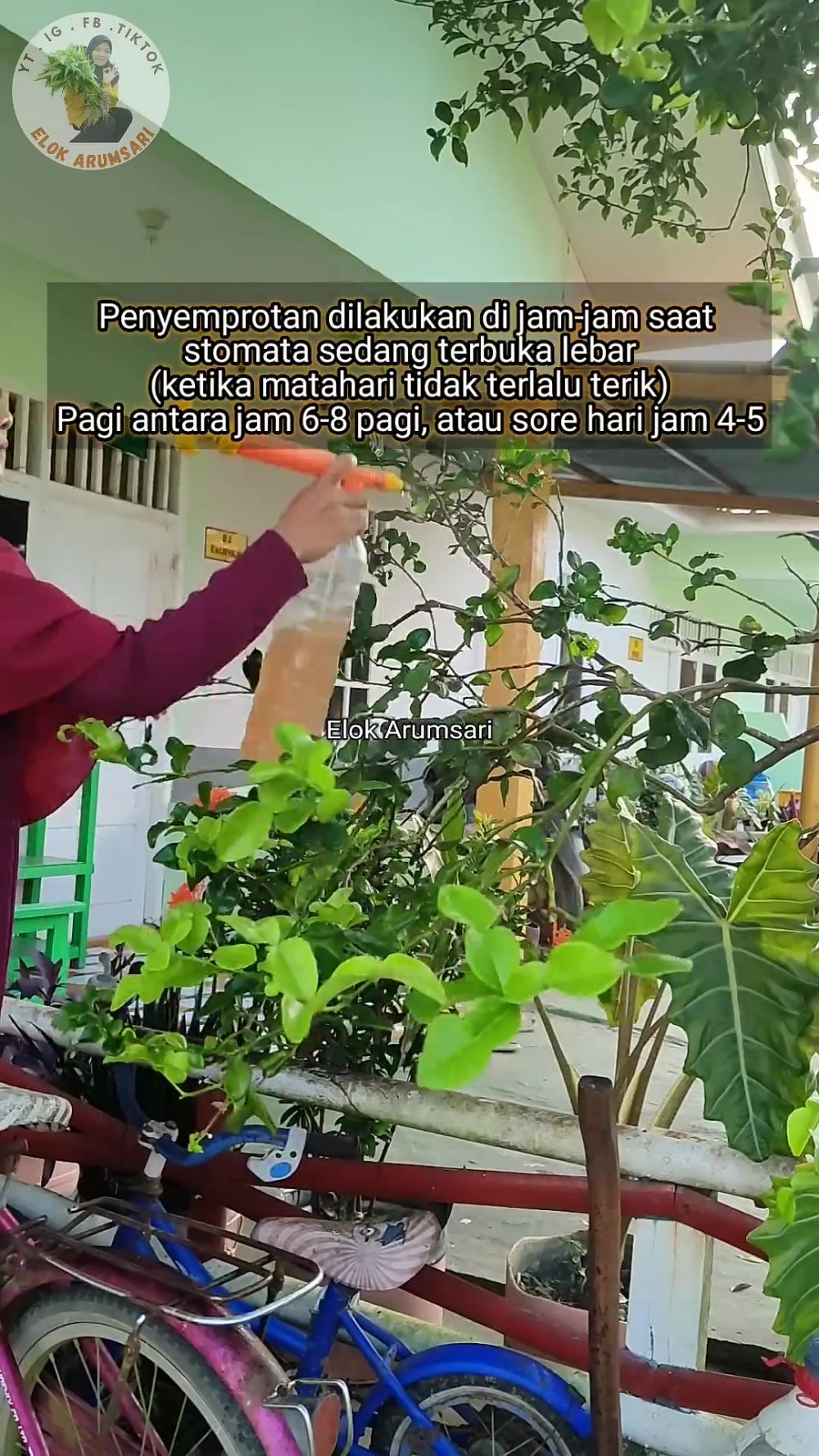 Bisa panen tiap hari, begini cara mudah memperbanyak daun pada pohon jeruk purut dengan 1 ampas dapur