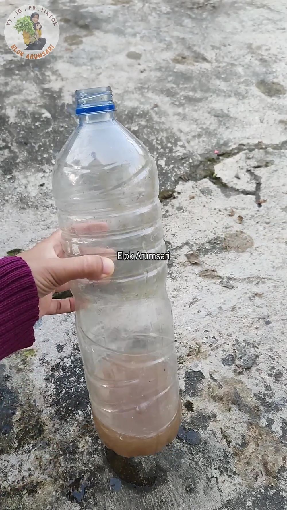 Bisa panen tiap hari, begini cara mudah memperbanyak daun pada pohon jeruk purut dengan 1 ampas dapur