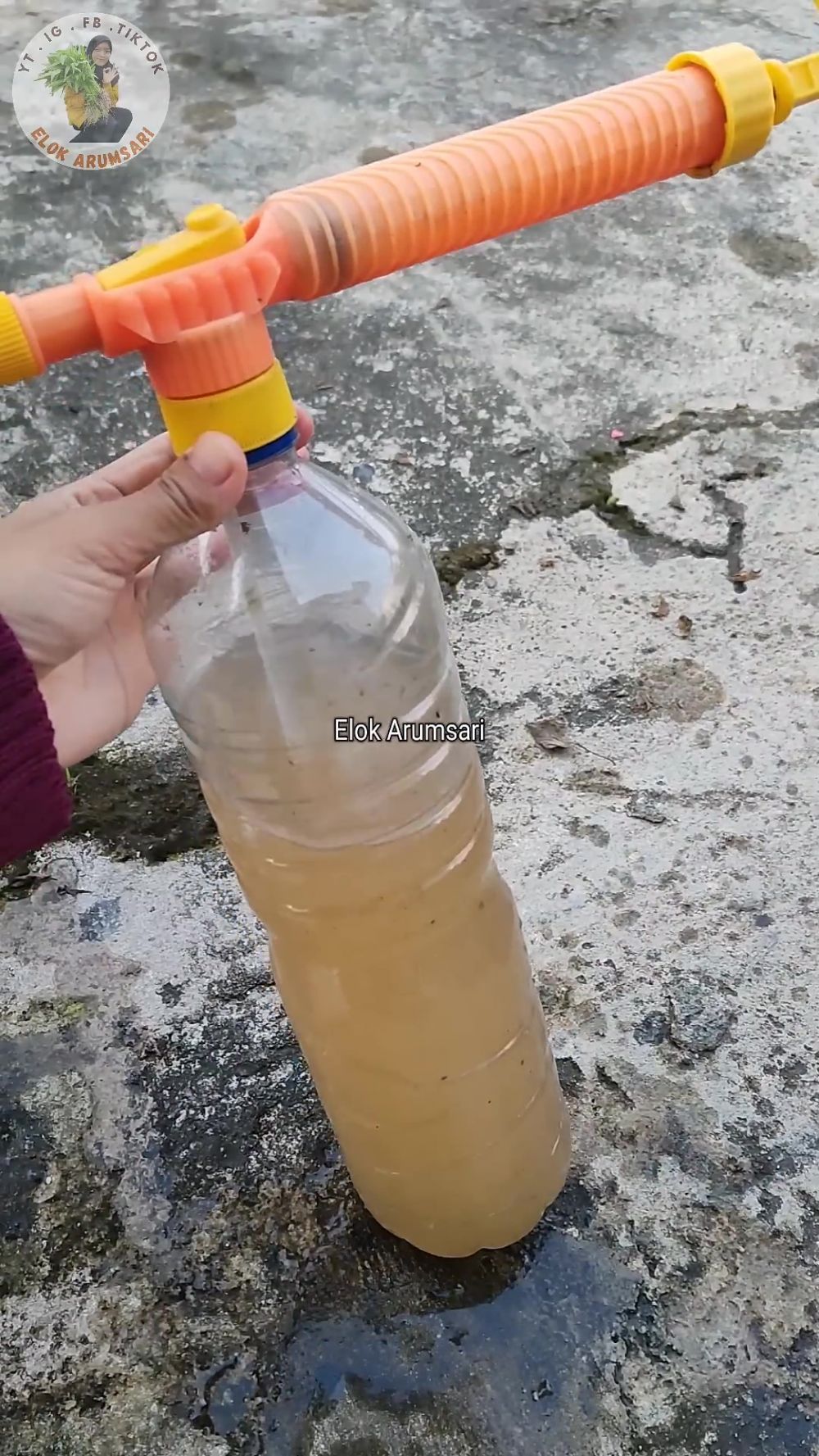 Bisa panen tiap hari, begini cara mudah memperbanyak daun pada pohon jeruk purut dengan 1 ampas dapur