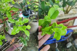 Bisa panen tiap hari, begini cara mudah memperbanyak daun pada pohon jeruk purut dengan 1 ampas dapur