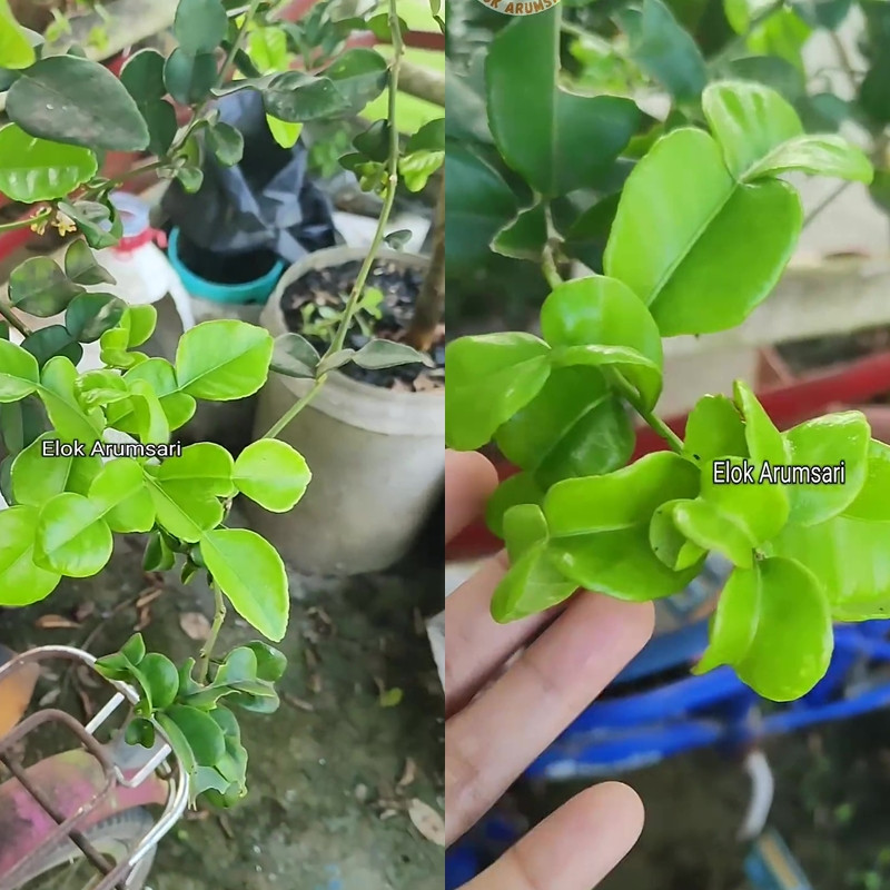 Bisa panen tiap hari, begini cara mudah memperbanyak daun pada pohon jeruk purut dengan 1 ampas dapur