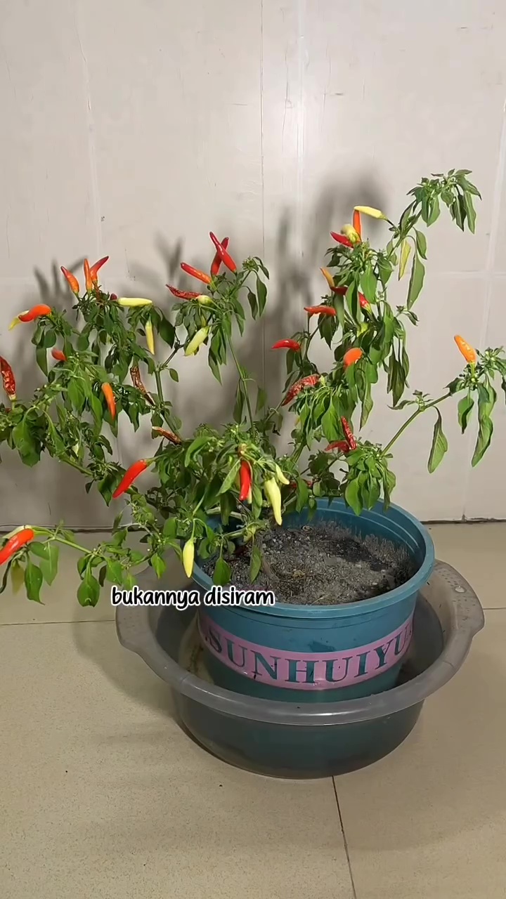 Pohon cabai yang layu dan hampir kering tak perlu diberi pupuk, cukup rendam di 1 bahan dapur ini