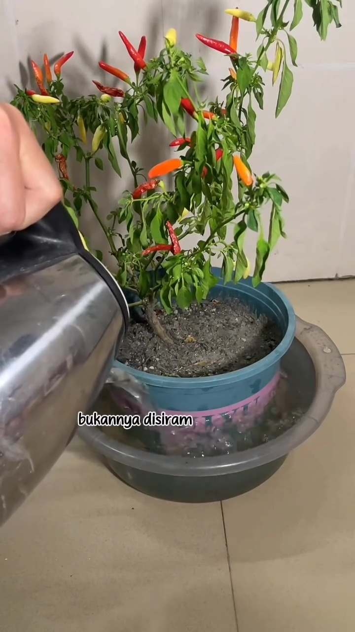 Pohon cabai yang layu dan hampir kering tak perlu diberi pupuk, cukup rendam di 1 bahan dapur ini