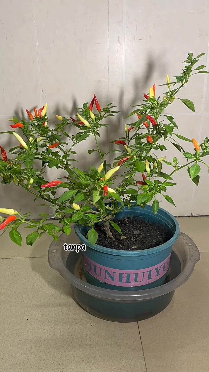 Pohon cabai yang layu dan hampir kering tak perlu diberi pupuk, cukup rendam di 1 bahan dapur ini