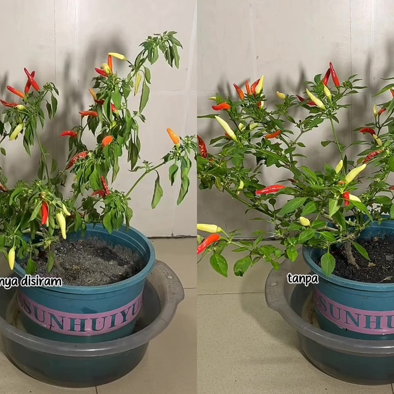 Pohon cabai yang layu dan hampir kering tak perlu diberi pupuk, cukup rendam di 1 bahan dapur ini