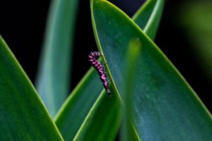 Tanamanmu dipenuhi ulat? Segera semprot pestisida dari 2 bahan dapur ini biar hama langsung mati