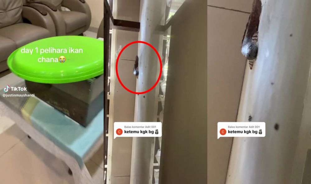 Day 1 pelihara ikan predator, pria ini dibuat keliling rumahnya sendiri selama 2 jam gegara ikan chana