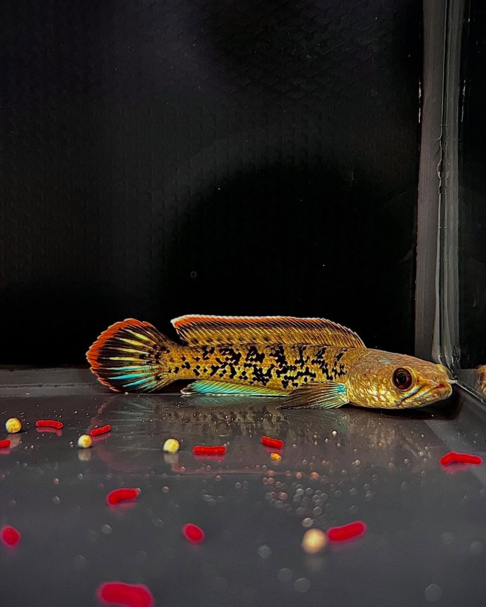 Day 1 pelihara ikan predator, pria ini dibuat keliling rumahnya sendiri selama 2 jam gegara ikan chana