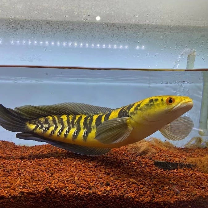 Day 1 pelihara ikan predator, pria ini dibuat keliling rumahnya sendiri selama 2 jam gegara ikan chana