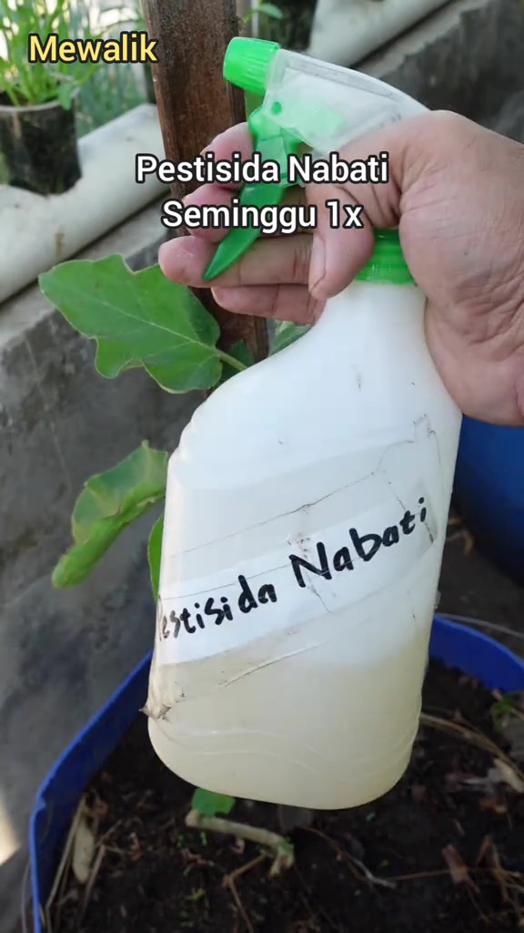 Rahasia tanaman terong berbuah lebat dan tak mudah rontok, ternyata cukup diberi 1 bahan dapur ini