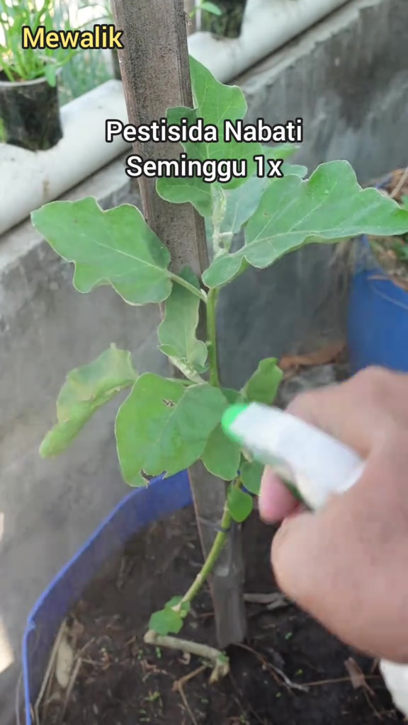 Rahasia tanaman terong berbuah lebat dan tak mudah rontok, ternyata cukup diberi 1 bahan dapur ini