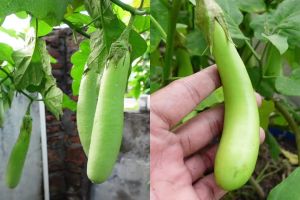 Rahasia tanaman terong berbuah lebat dan tak mudah rontok, ternyata cukup diberi 1 bahan dapur ini