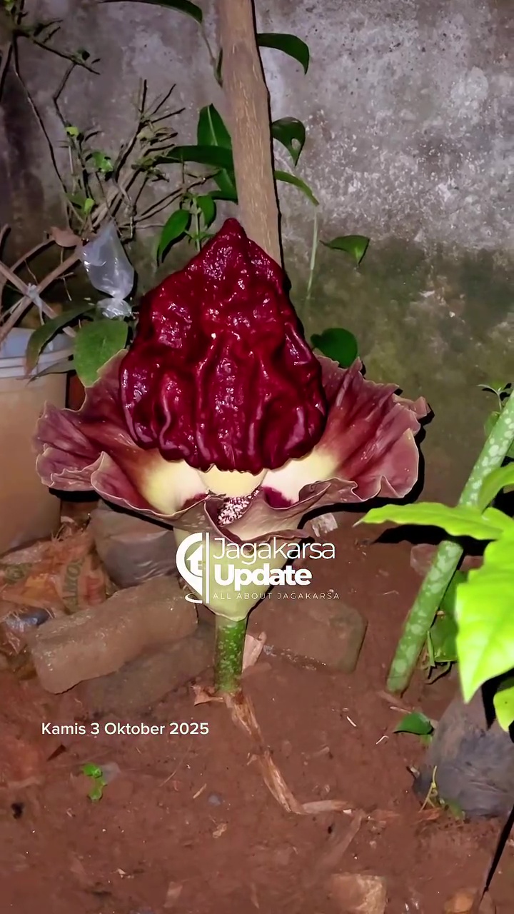 Viral penemuan bunga bangkai di halaman rumah warga di Jagakarsa, begini penampakan dan kronologinya