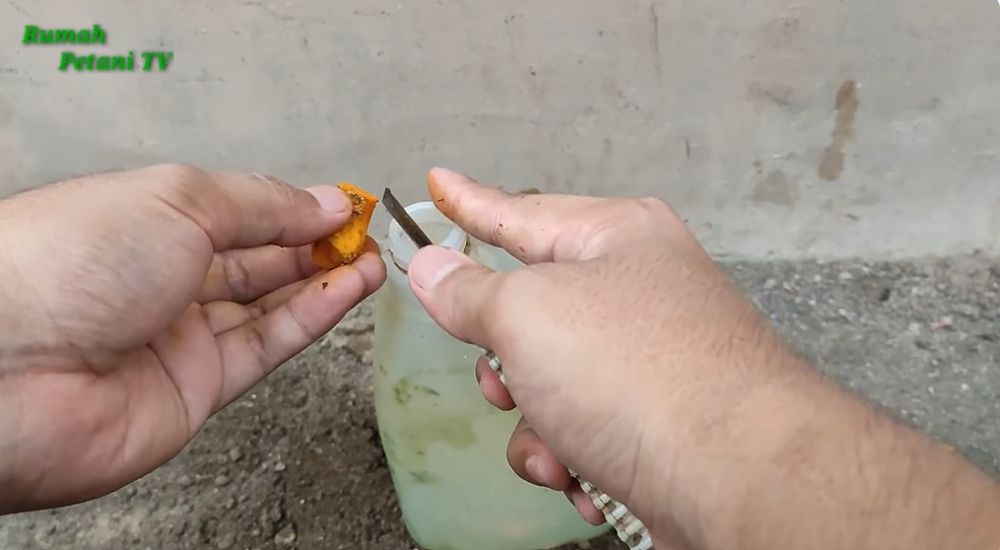 Bukan pakai sabun dan minyak goreng, 1 rempah dapur ini ampuh usir kutu putih di tanaman tomat