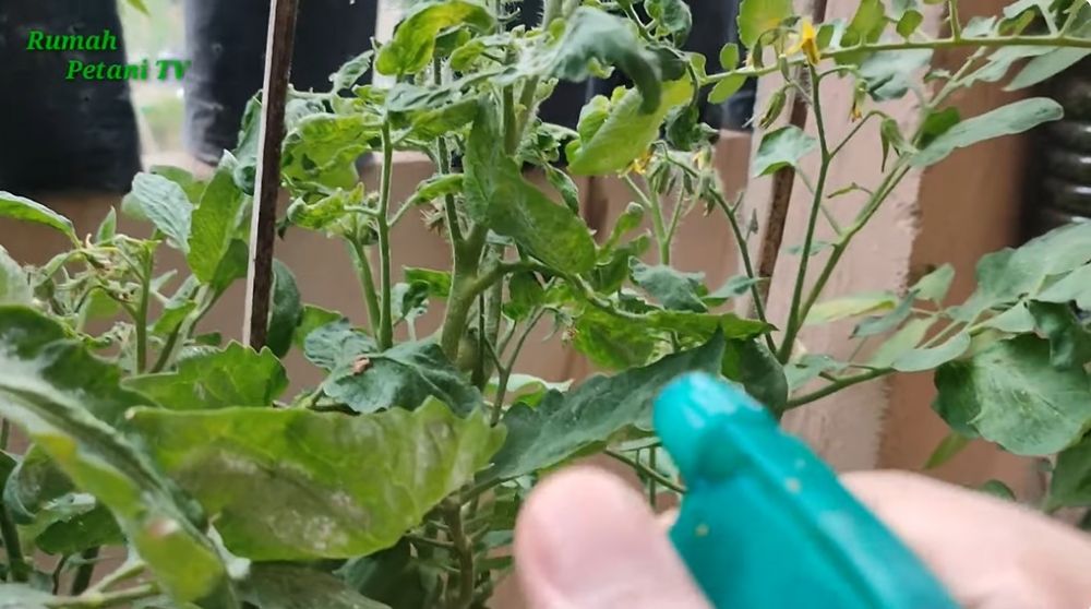 Bukan pakai sabun dan minyak goreng, 1 rempah dapur ini ampuh usir kutu putih di tanaman tomat