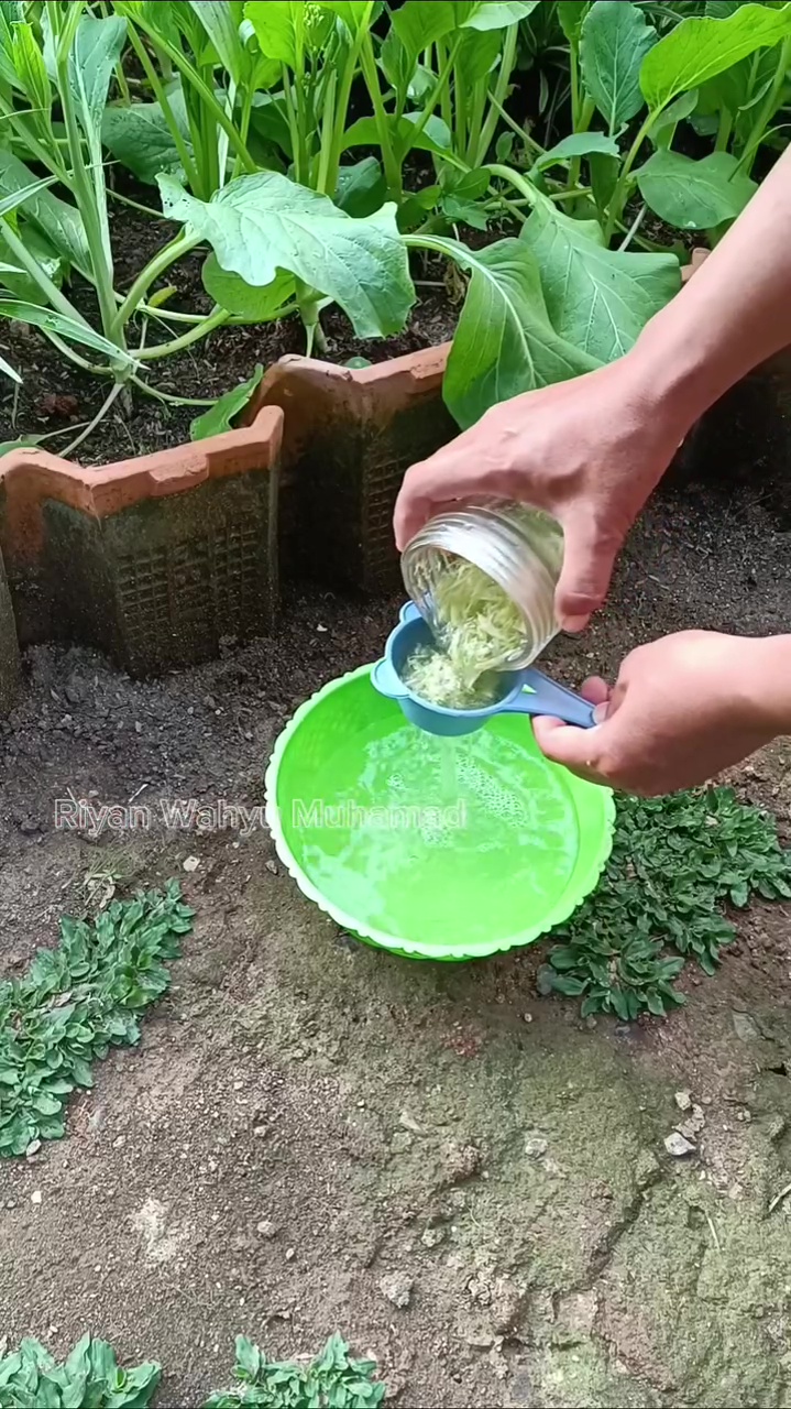 Hama ulat di tanaman sawi bisa hilang dengan pestisida nabati dari rempah serai, begini cara buatnya 