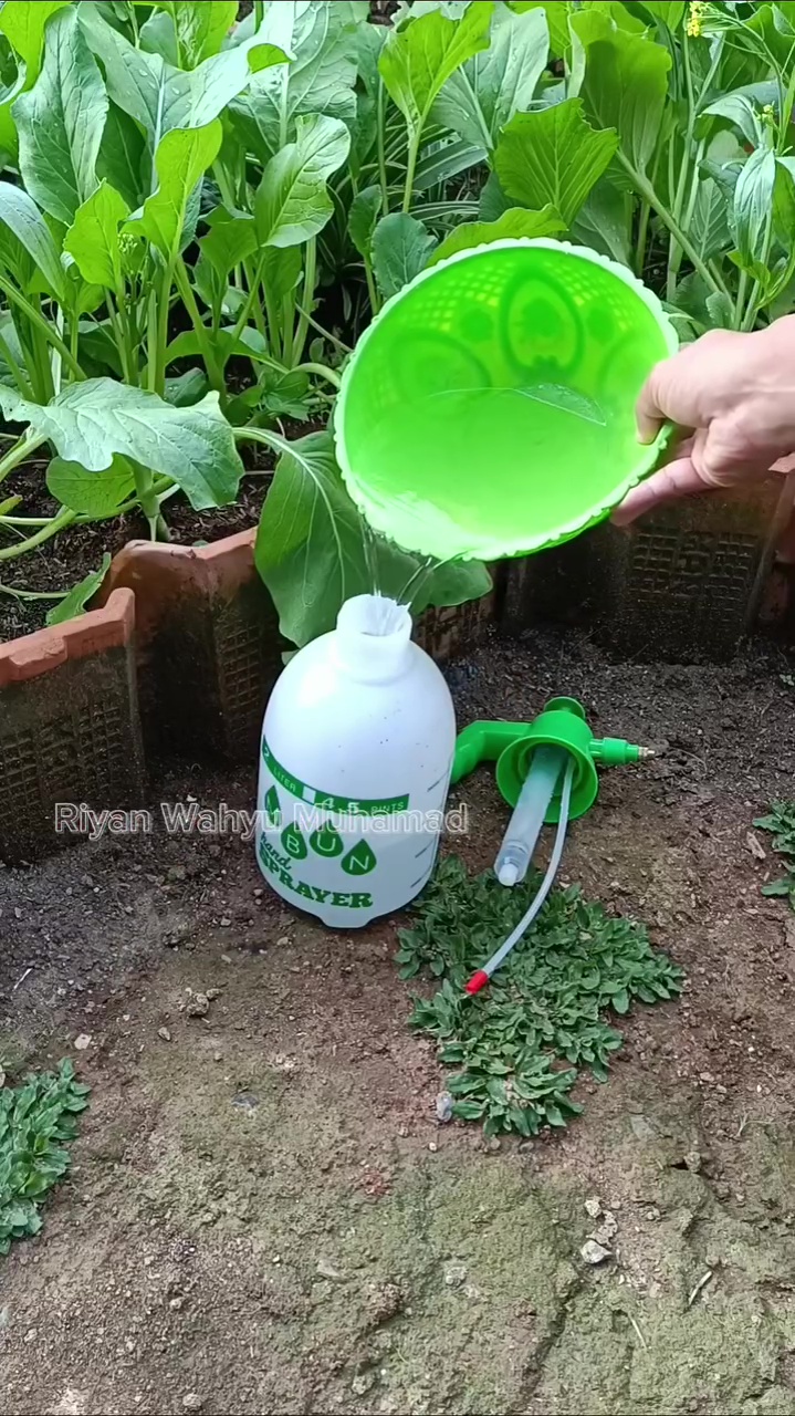 Hama ulat di tanaman sawi bisa hilang dengan pestisida nabati dari rempah serai, begini cara buatnya 