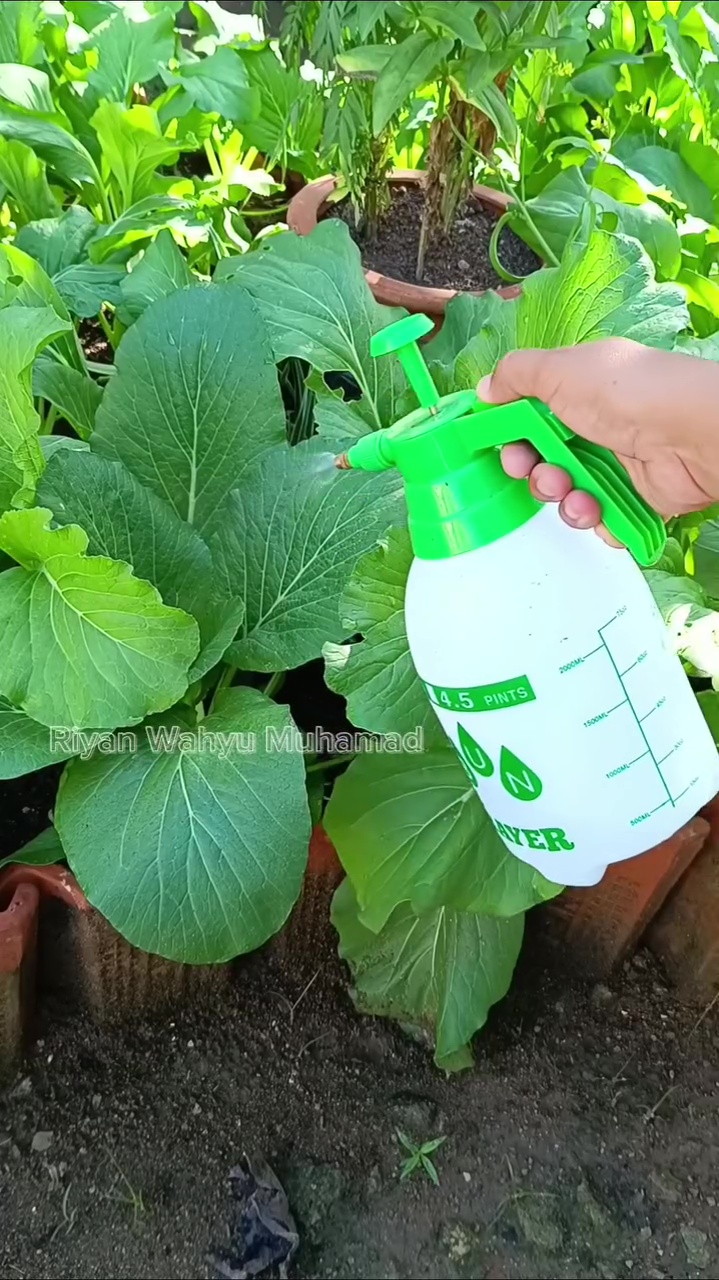 Hama ulat di tanaman sawi bisa hilang dengan pestisida nabati dari rempah serai, begini cara buatnya 