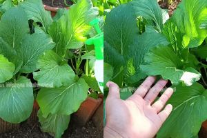 Hama ulat di tanaman sawi bisa hilang dengan pestisida nabati dari rempah serai, begini cara buatnya