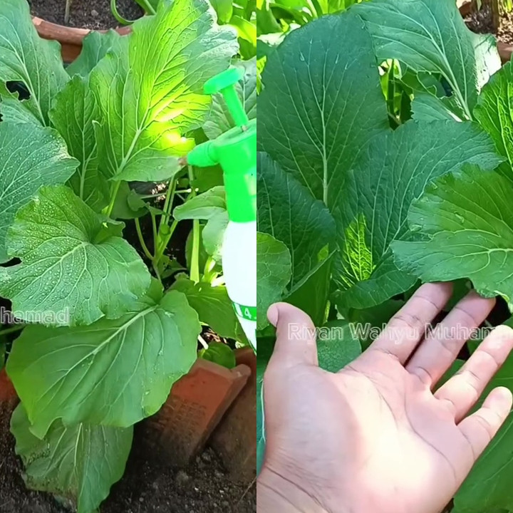 Hama ulat di tanaman sawi bisa hilang dengan pestisida nabati dari rempah serai, begini cara buatnya 