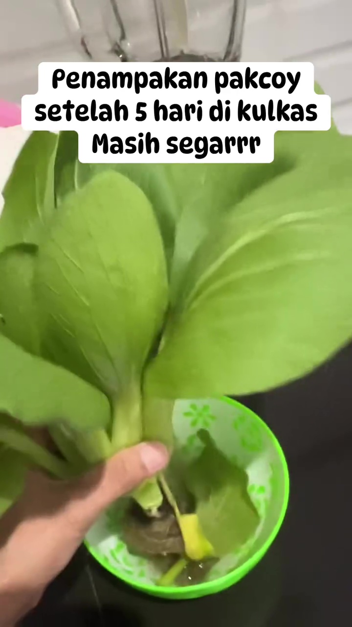 Bak baru dipanen, wanita ini pakai trik cerdas agar pokcoy segar meski sudah disimpan 5 hari di kulkas