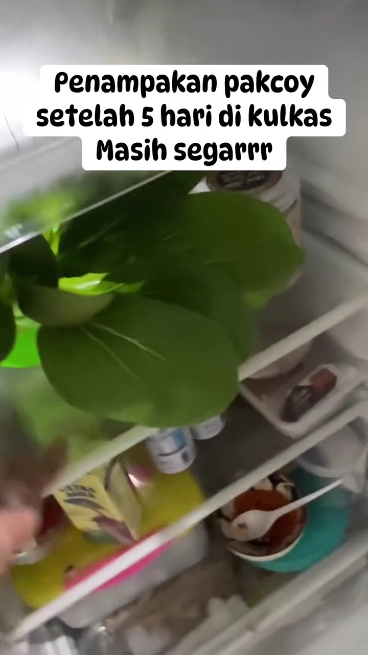 Bak baru dipanen, wanita ini pakai trik cerdas agar pokcoy segar meski sudah disimpan 5 hari di kulkas